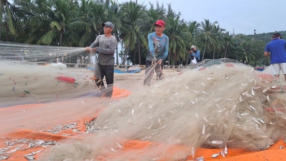 Ngư dân Vũng Tàu trúng đậm mùa cá mai - Ảnh 4. Ngư dân Vũng Tàu trúng đậm mùa cá mai - Ảnh 4.