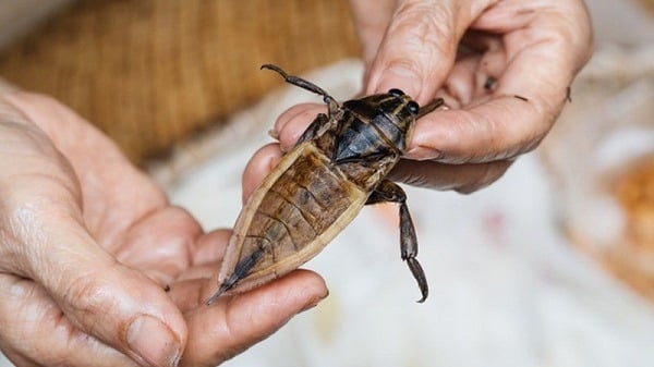 Đặc sản Việt Nam 'hiếm có khó tìm' vì chỉ sống ở vùng đầm lầy, có giá tiền triệu/kg - Ảnh 2. Đặc sản Việt Nam 'hiếm có khó tìm' vì chỉ sống ở vùng đầm lầy, có giá tiền triệu/kg - Ảnh 2.