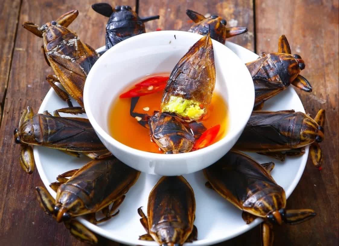 Đặc sản Việt Nam 'hiếm có khó tìm' vì chỉ sống ở vùng đầm lầy, có giá tiền triệu/kg - Ảnh 3. Đặc sản Việt Nam 'hiếm có khó tìm' vì chỉ sống ở vùng đầm lầy, có giá tiền triệu/kg - Ảnh 3.
