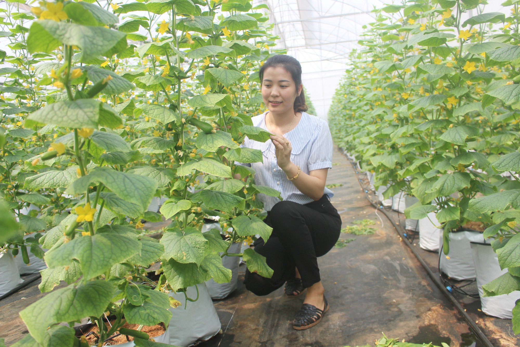 Nông dân Việt Nam xuất sắc: Những người &quot;đầu tàu&quot; dẫn dắt hàng triệu hội viên nông dân cùng chuyển đổi số - Ảnh 4.