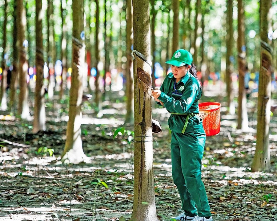Nguồn cung dư thừa, giá cao su sẽ còn "lao dốc"? - Ảnh 1. Nguồn cung dư thừa, giá cao su sẽ còn "lao dốc"? - Ảnh 1.