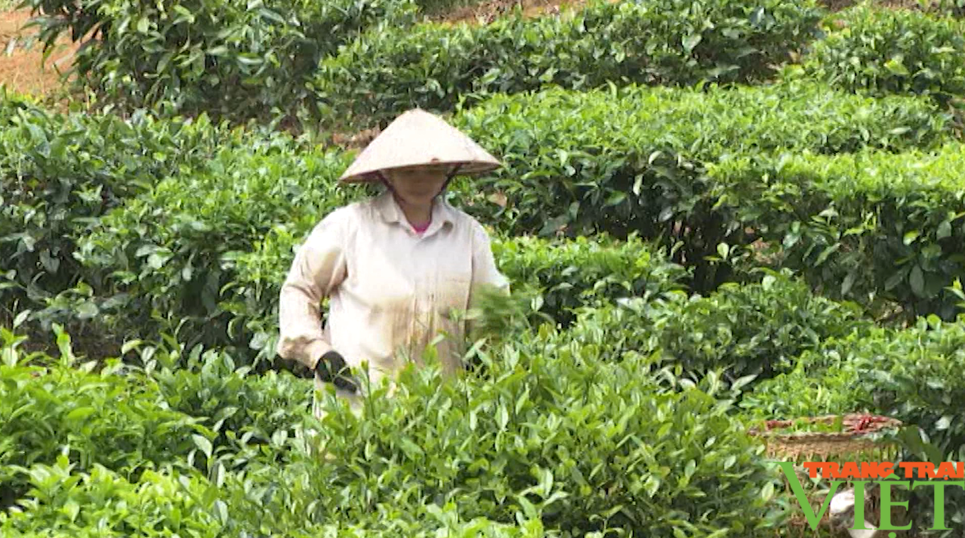 Giải pháp tăng thu nhập cho người dân ở xã vùng cao Lai Châu - Ảnh 4. Giải pháp tăng thu nhập cho người dân ở xã vùng cao Lai Châu - Ảnh 4.