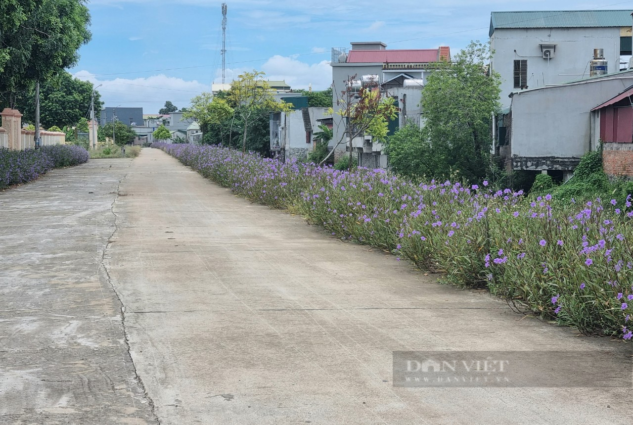 Ninh Bình: 119/119 xã đều đạt chuẩn nông thôn mới - Ảnh 2.