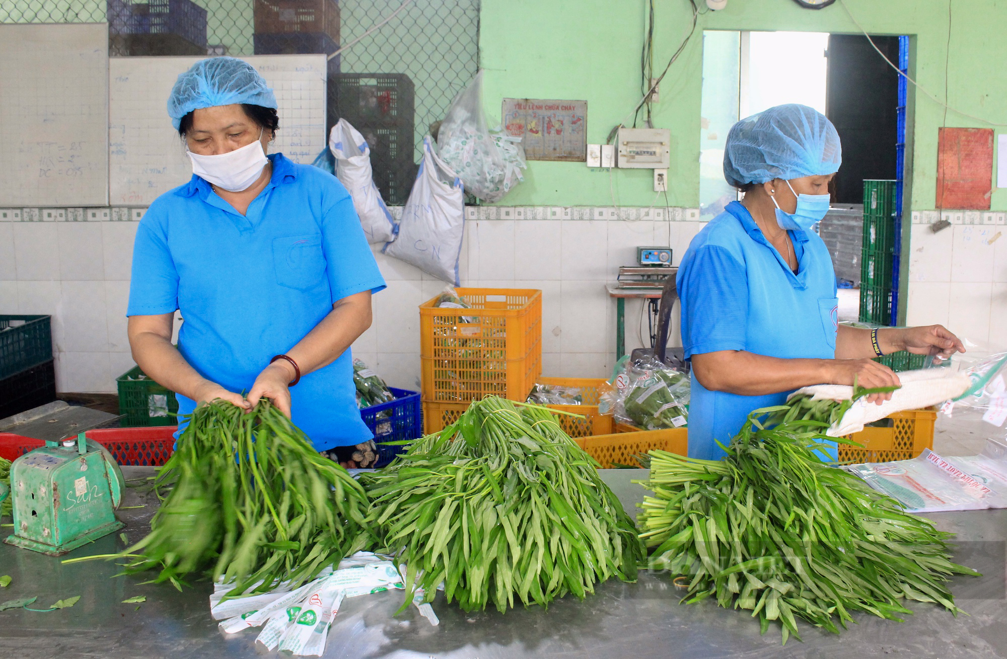 Rau muống, khô cá dứa OCOP làm không kịp bán - Ảnh 1.