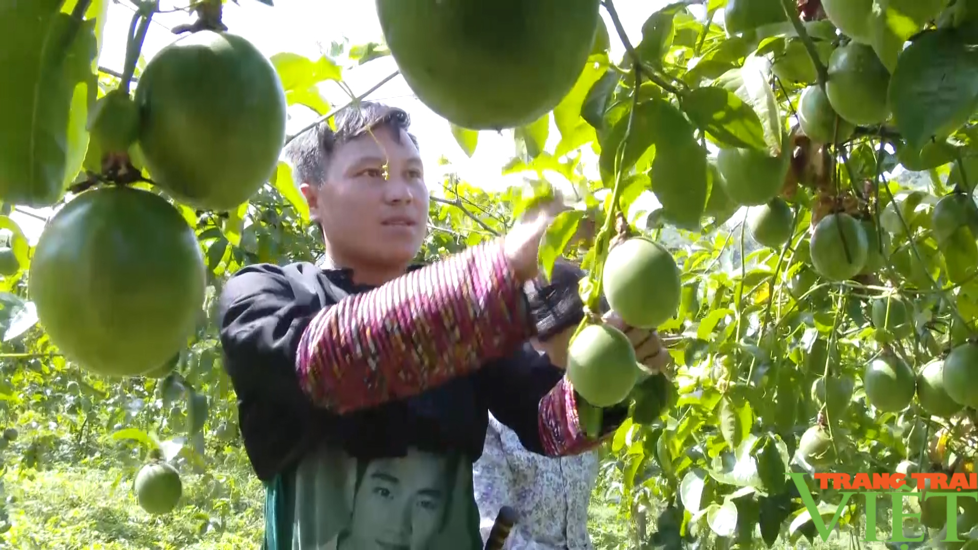 Mang màu xanh ấm no đến bản biên giới Phiêng Cài - Ảnh 5.