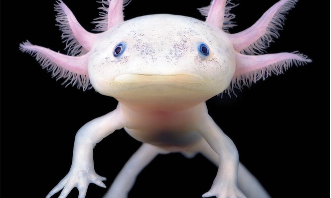 Trạm động vật New Zealand vỡ trận vì thủy quái Axolotl - Ảnh 1.