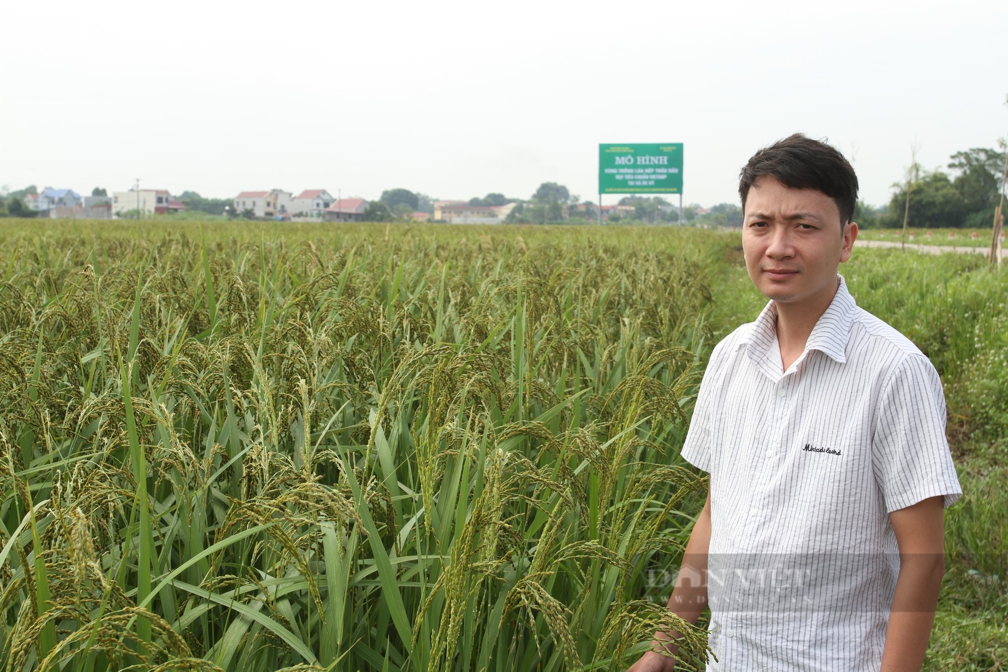 Thái Nguyên: Phó Bí thư đoàn xã đưa thương hiệu gạo nếp Thầu dầu và tương Úc Kỳ đi khắp muôn nơi - Ảnh 2.