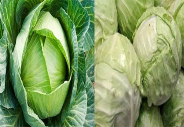 Bí quyết phân biệt bắp cải Việt Nam và Trung Quốc đơn giản nhất - Ảnh 1.