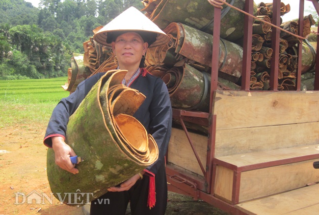 Trồng một loài cây cay từ lá tới vỏ, nông dân huyện Văn Yên có doanh thu &quot;khủng&quot; 1.000 tỷ đồng - Ảnh 4.