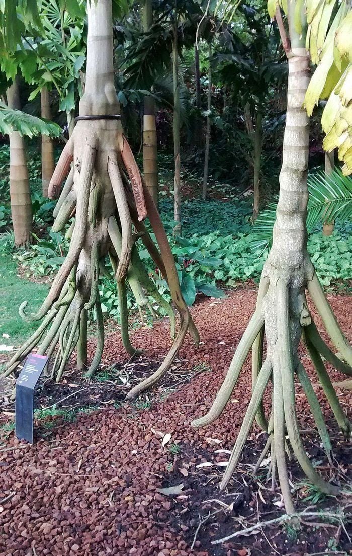 Loài &quot;cây đi bộ&quot; duy nhất hành tinh với bộ rễ cây kỳ quái như &quot;mọc chân&quot; - Ảnh 5.