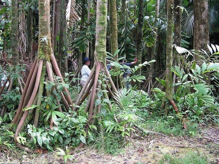 Loài &quot;cây đi bộ&quot; duy nhất hành tinh với bộ rễ cây kỳ quái như &quot;mọc chân&quot; - Ảnh 2.