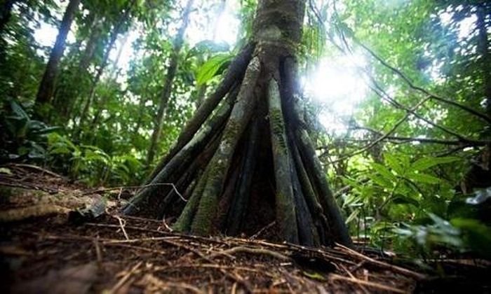Loài &quot;cây đi bộ&quot; duy nhất hành tinh với bộ rễ cây kỳ quái như &quot;mọc chân&quot; - Ảnh 4.