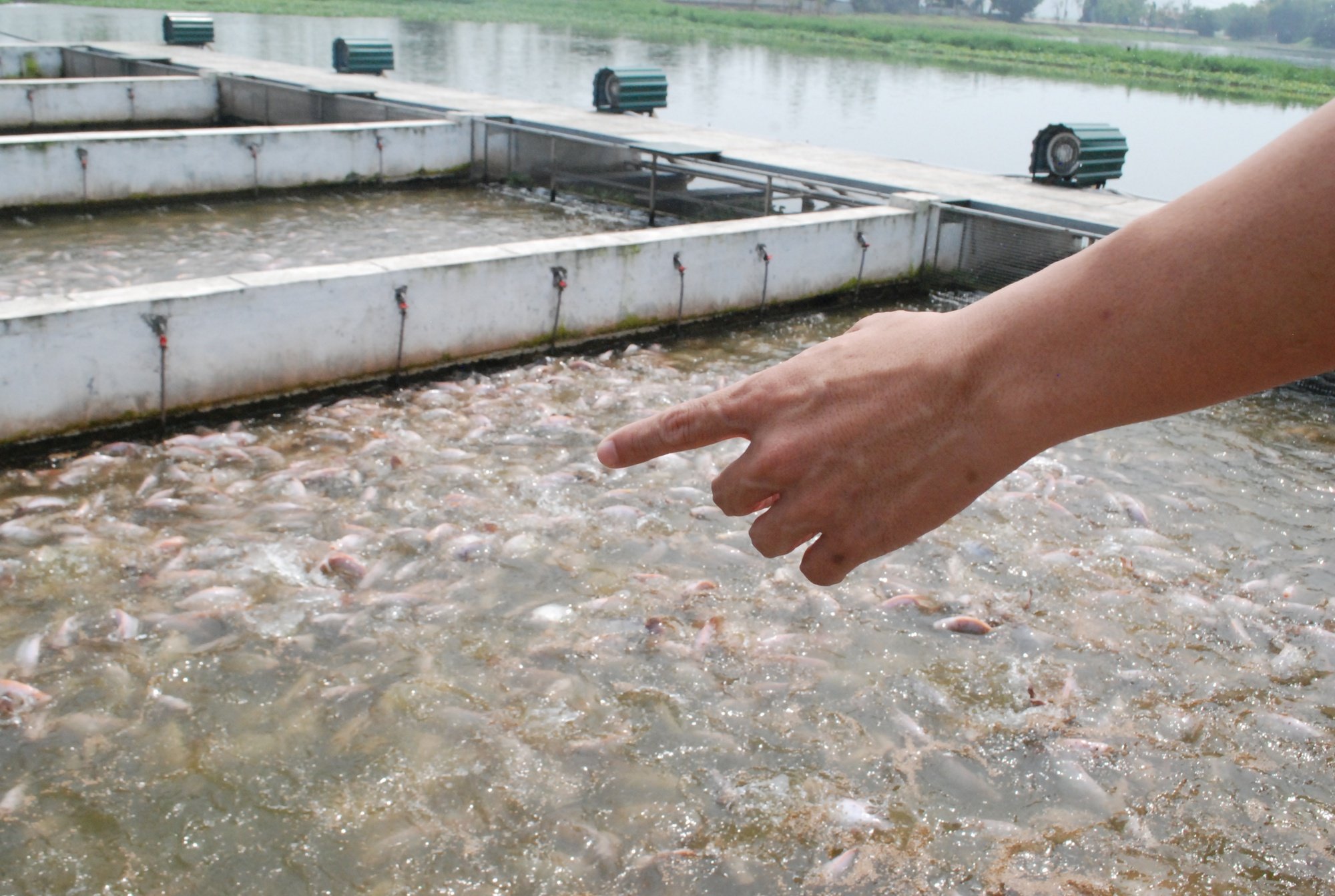 Dấu ấn khuyến nông: Làm &quot;sông trong ao&quot;, thả nuôi cá dày đặc, bắt lên toàn con to khoẻ, bán đắt hàng (Bài 7) - Ảnh 4.