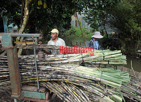 Thứ cây làm nước giải khát tăng giá kỷ lục chưa từng thấy ở Hậu Giang, cứ chặt 1 công nông dân lãi 20  - Ảnh 1.