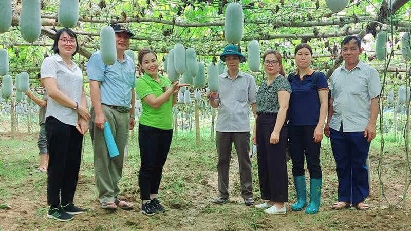 Thứ quả khổng lồ tỏa hương thơm như nếp cái hoa vàng của Bắc Kạn vừa được công nhận giống đặc cách  - Ảnh 1.