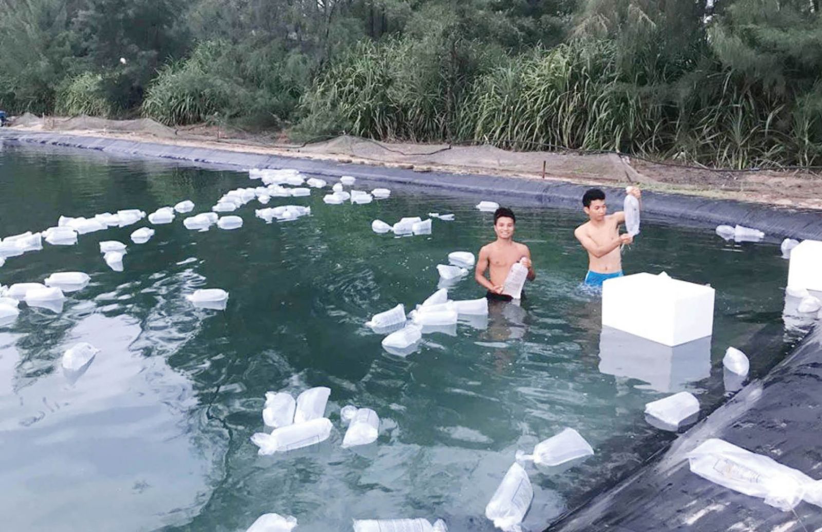 Nuôi tôm trên cát ở Thừa Thiên Huế đối mặt với được mùa mất giá, gặp dịch bệnh thiệt hại tiền tỷ - Ảnh 1.