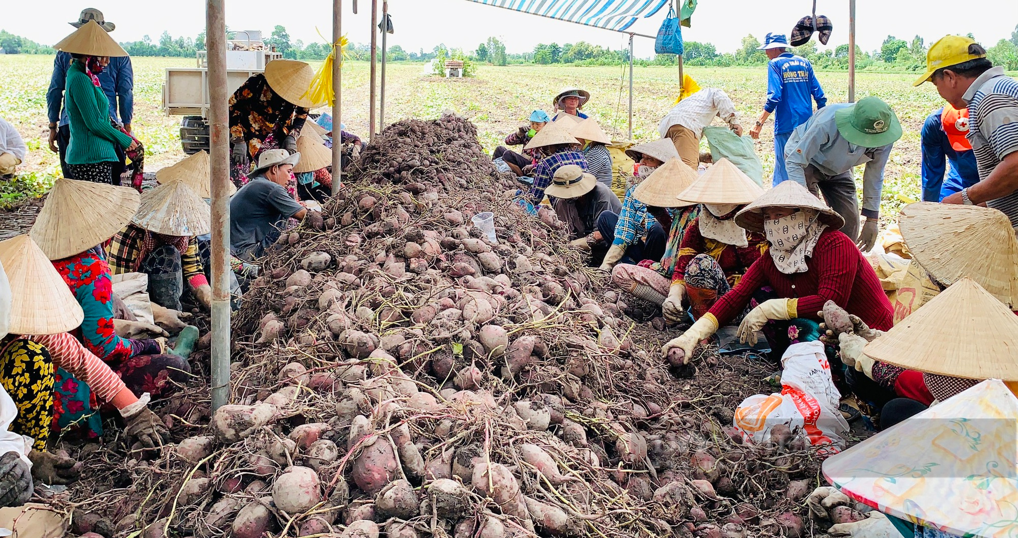 Trung Quốc chuẩn bị nhập một loại củ trồng rất nhiều ở miền Tây  - Ảnh 3.