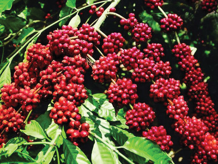    Thị trường cà phê vào niên vụ mới - Ảnh 1.