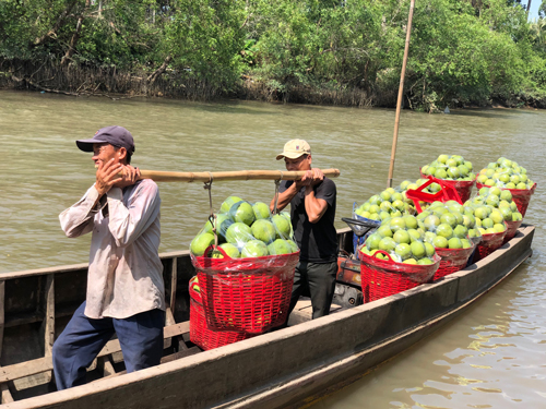 Cơ hội lớn khi bán bưởi sang Mỹ - Ảnh 1. Cơ hội lớn khi bán bưởi sang Mỹ - Ảnh 1.