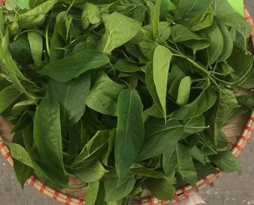 Kể chuyện làng: Nhớ dây mỏ quạ mùa gió chướng về - Ảnh 2.