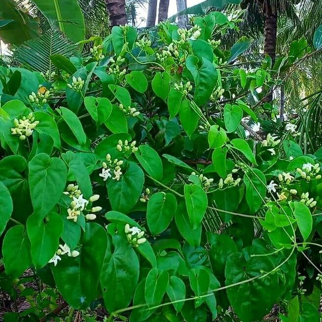 Kể chuyện làng: Nhớ dây mỏ quạ mùa gió chướng về - Ảnh 1.