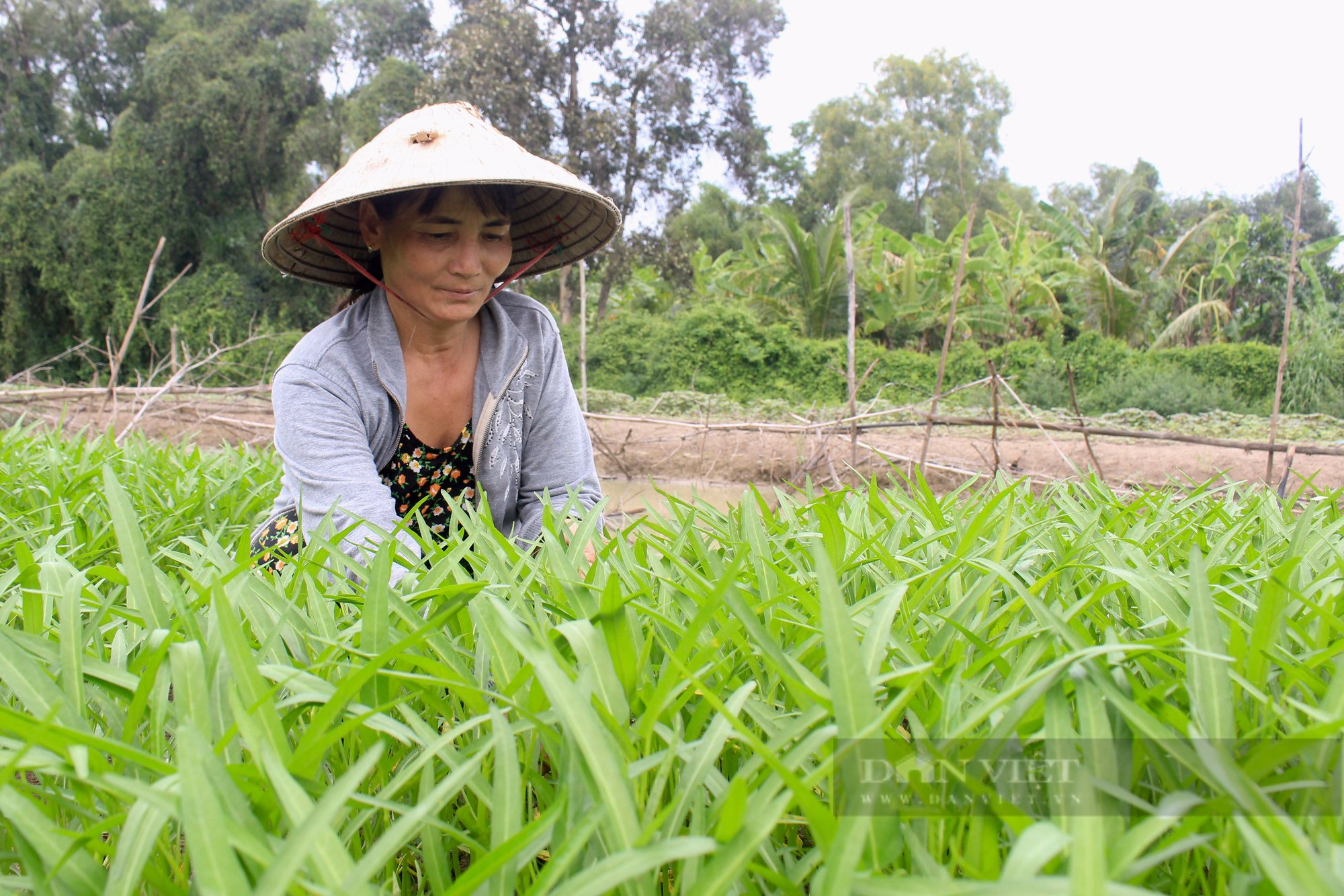 TP.HCM hỗ trợ HTX nông nghiệp phục hồi, phát triển sau dịch Covid-19 - Ảnh 1.