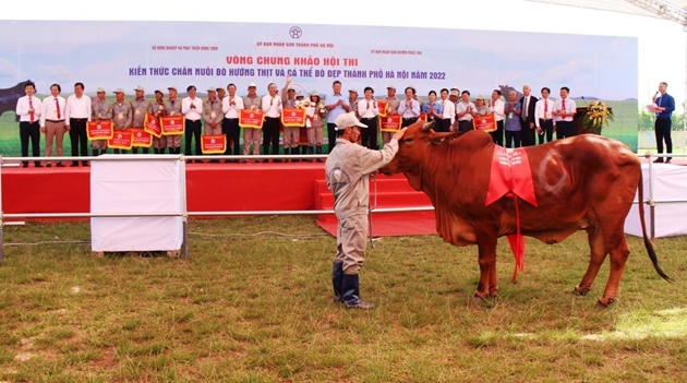 Dắt bò đi thi &quot;nam vương&quot;, &quot;hoa hậu&quot;, nông dân Hà Nội tự hào có đàn bò &quot;khổng lồ&quot; - Ảnh 4.