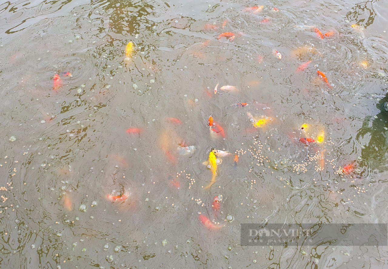 TP.HCM hỗ trợ HTX nông nghiệp phục hồi, phát triển sau dịch Covid-19 - Ảnh 3.