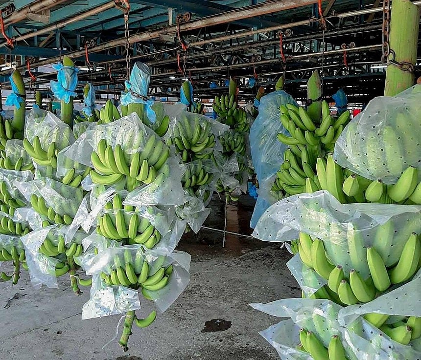 Xuất khẩu chuối vào Nhật Bản: Đừng quan tâm đến giá - Ảnh 1. Xuất khẩu chuối vào Nhật Bản: Đừng quan tâm đến giá - Ảnh 1.