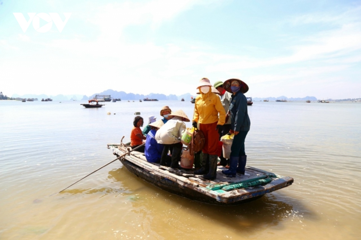 Miệt mài đánh hà, bắt ốc trên vịnh Hạ Long kiếm tiền trăm mỗi ngày - Ảnh 1. Miệt mài đánh hà, bắt ốc trên vịnh Hạ Long kiếm tiền trăm mỗi ngày - Ảnh 1.