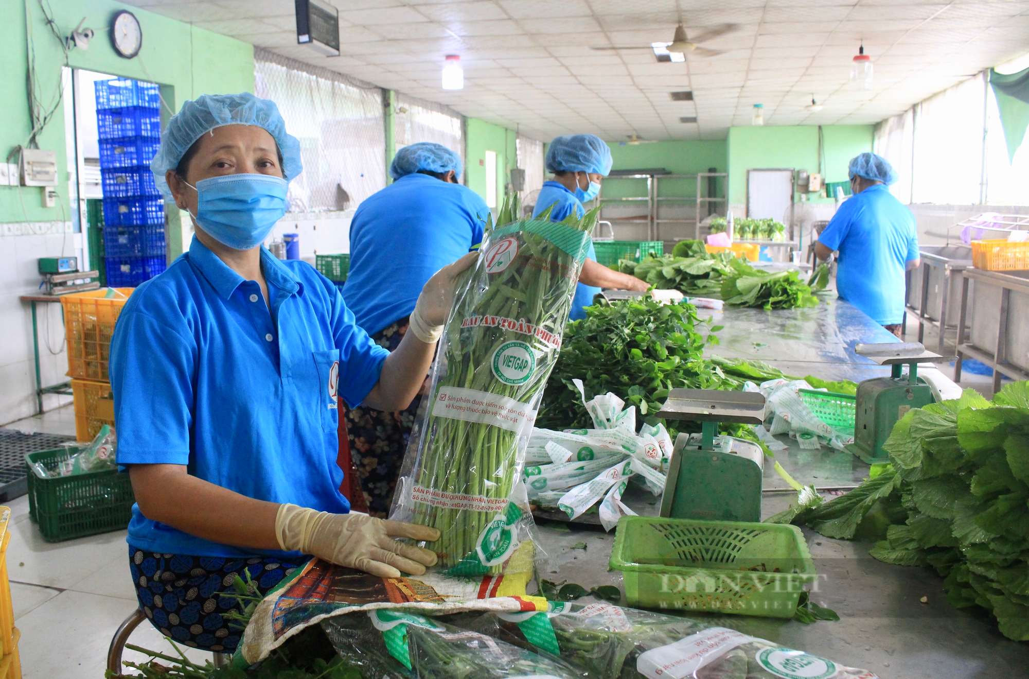 TP.HCM hỗ trợ vốn, &quot;tiếp sức&quot; cho HTX, tổ hợp tác nông nghiệp - Ảnh 1.