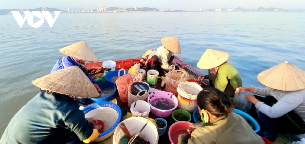 Miệt mài đánh hà, bắt ốc trên vịnh Hạ Long kiếm tiền trăm mỗi ngày - Ảnh 4. Miệt mài đánh hà, bắt ốc trên vịnh Hạ Long kiếm tiền trăm mỗi ngày - Ảnh 4.