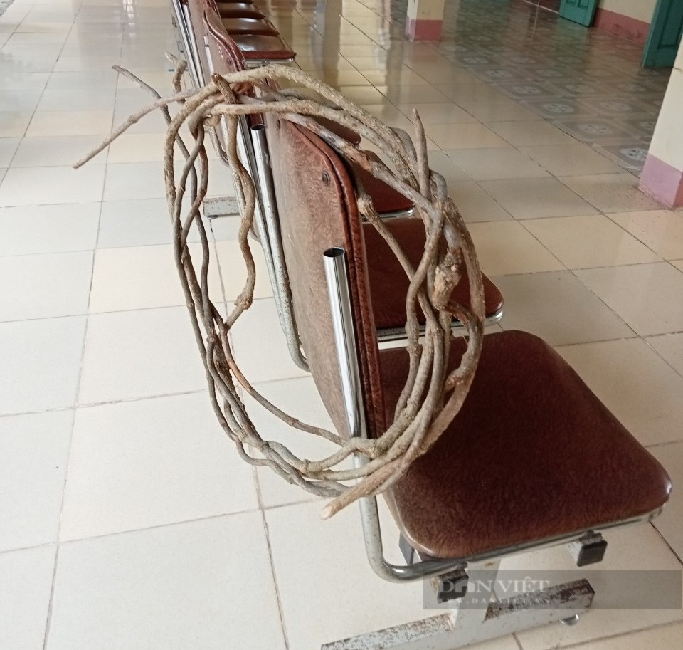 Xác định nguyên nhân khiến 7 người ngộ độc sau khi uống nước nấu từ loại thân cây lạ - Ảnh 1. Xác định nguyên nhân khiến 7 người ngộ độc sau khi uống nước nấu từ loại thân cây lạ - Ảnh 1.