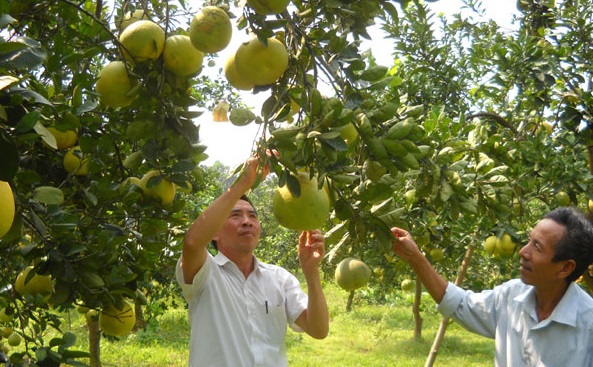 Hình thành hàng trăm ha diện tích bưởi bưởi đặc sản Đoan Hùng - Ảnh 1.