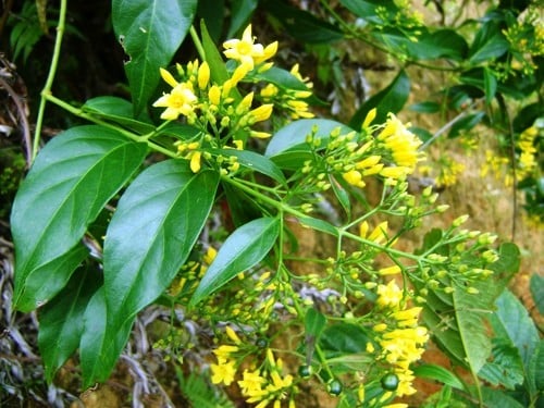 7 người Thanh Hóa vào Nghệ An đi rừng ngộ độc do uống phải rễ cây lá ngón - Ảnh 2. 7 người Thanh Hóa vào Nghệ An đi rừng ngộ độc do uống phải rễ cây lá ngón - Ảnh 2.