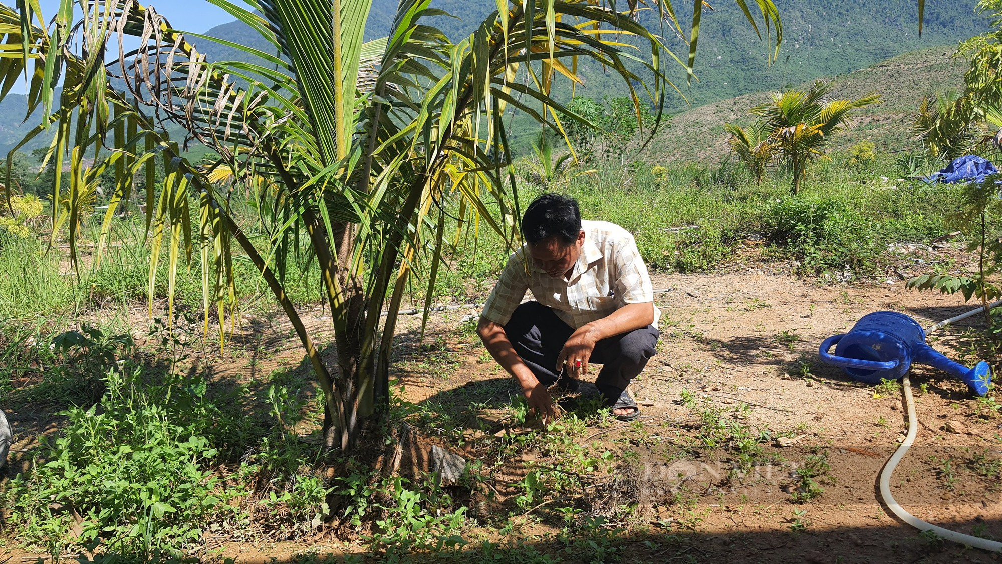 Đà Nẵng: Làng dân tộc Cơ Tu “lên đời” nhờ các mô hình kinh tế - Ảnh 8.