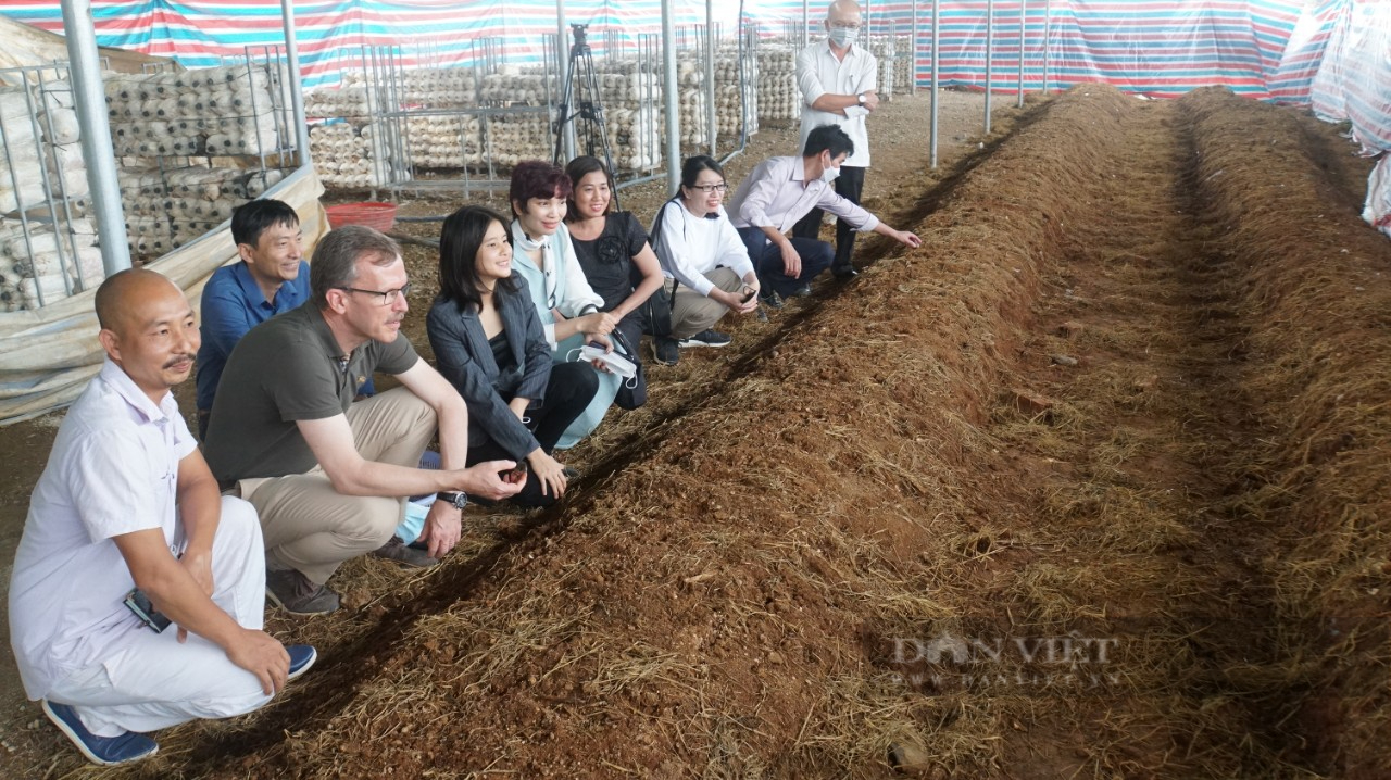 &quot;Mỏ nấm&quot; tiền tỷ dưới mái năng lượng mặt trời - Ảnh 3.