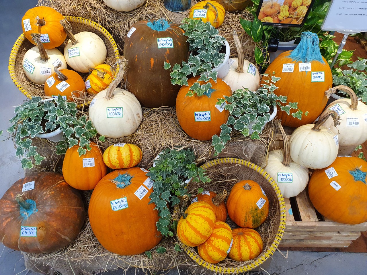 Bán cả tấn bí ngô khổng lồ trước ngày Halloween, trái lớn nhất gần chục triệu đồng - Ảnh 1.