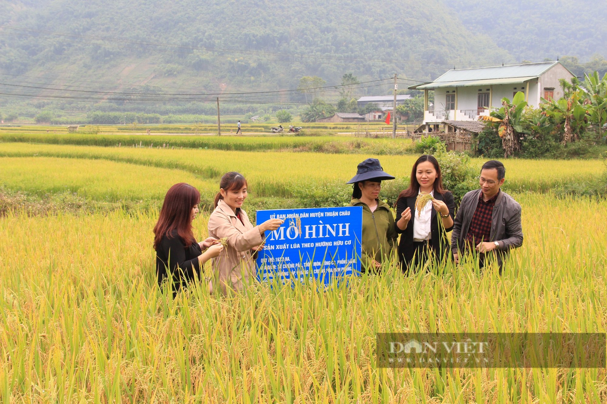 Sơn La: Hiệu quả mô hình sản xuất lúa theo hướng hữu cơ  - Ảnh 2.