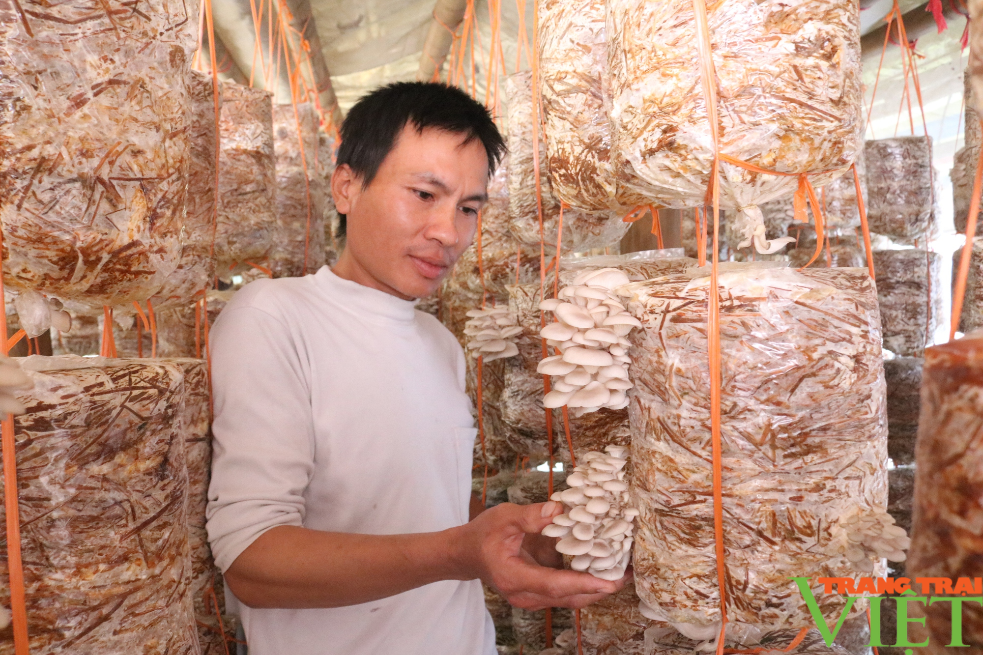 Những nông dân làm giàu trên quê mới ở vùng cao Hòa Bình - Ảnh 2. Những nông dân làm giàu trên quê mới ở vùng cao Hòa Bình - Ảnh 2.