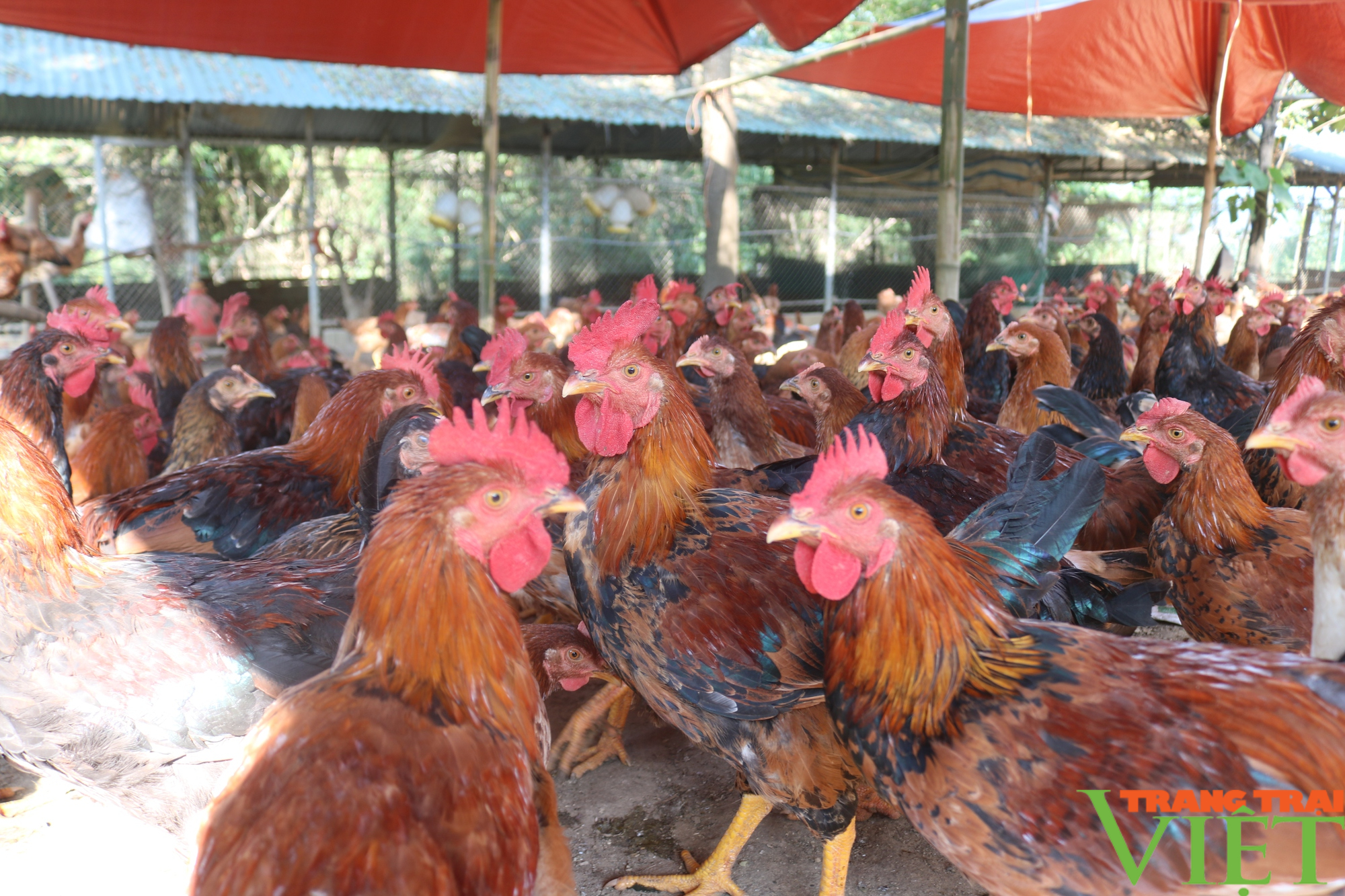 Những nông dân làm giàu trên quê mới ở vùng cao Hòa Bình - Ảnh 4. Những nông dân làm giàu trên quê mới ở vùng cao Hòa Bình - Ảnh 4.