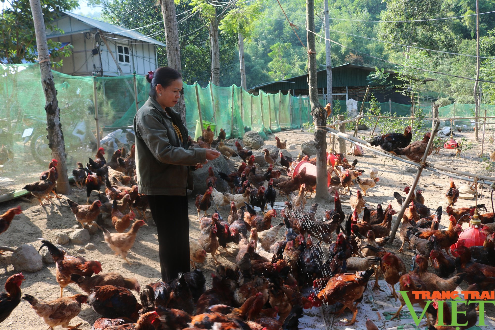 Những nông dân làm giàu trên quê mới ở vùng cao Hòa Bình - Ảnh 3. Những nông dân làm giàu trên quê mới ở vùng cao Hòa Bình - Ảnh 3.