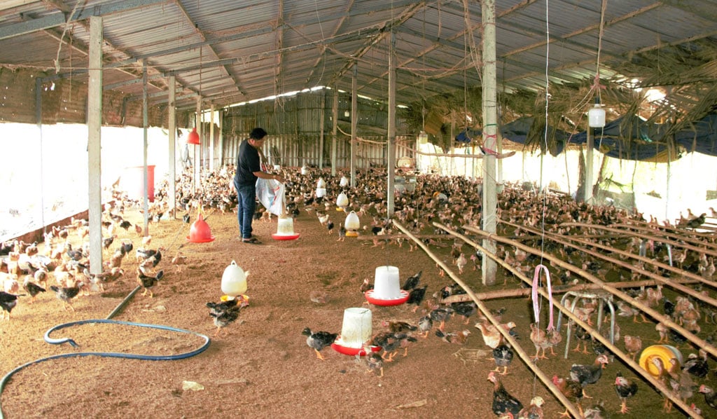 Mặc kệ ai nuôi nhiều, vì sao nông dân nuôi gà, nuôi lợn ở tỉnh này vẫn nuôi ít đi? - Ảnh 1.
