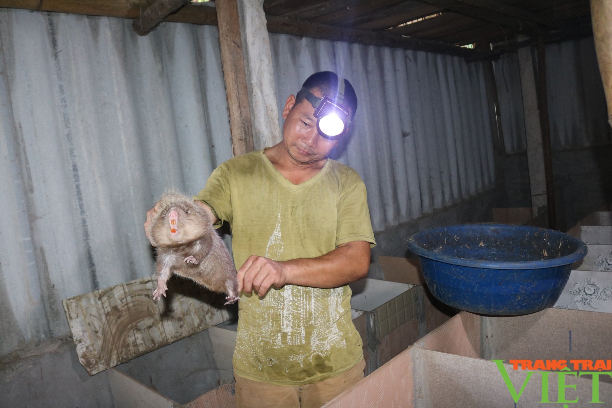 Chi hội trưởng Nông dân làm kinh tế giỏi - Ảnh 2. Chi hội trưởng Nông dân làm kinh tế giỏi - Ảnh 2.