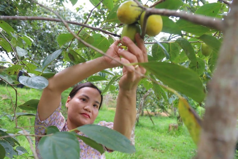 Trồng loại cây trước chỉ để lấy bóng mát, nay bỗng thu lãi trăm triệu nhàn tênh - Ảnh 3.