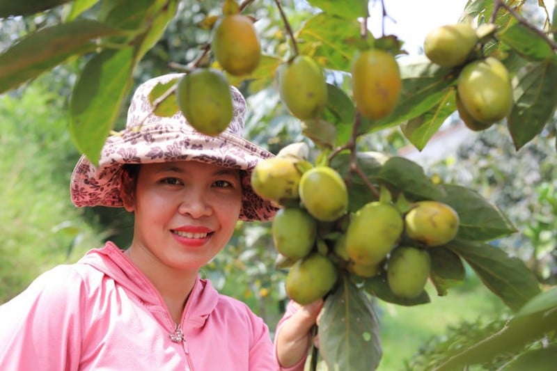 Trồng loại cây trước chỉ để lấy bóng mát, nay bỗng thu lãi trăm triệu nhàn tênh - Ảnh 4.