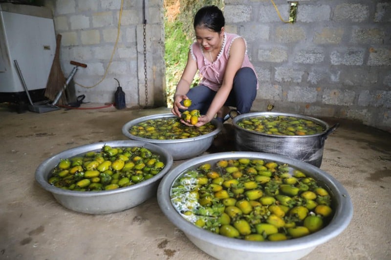 Trồng loại cây trước chỉ để lấy bóng mát, nay bỗng thu lãi trăm triệu nhàn tênh - Ảnh 5.