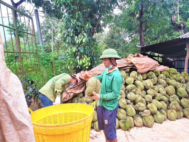 Bảo vệ mã vùng cho “vua trái cây&quot; - Ảnh 2.