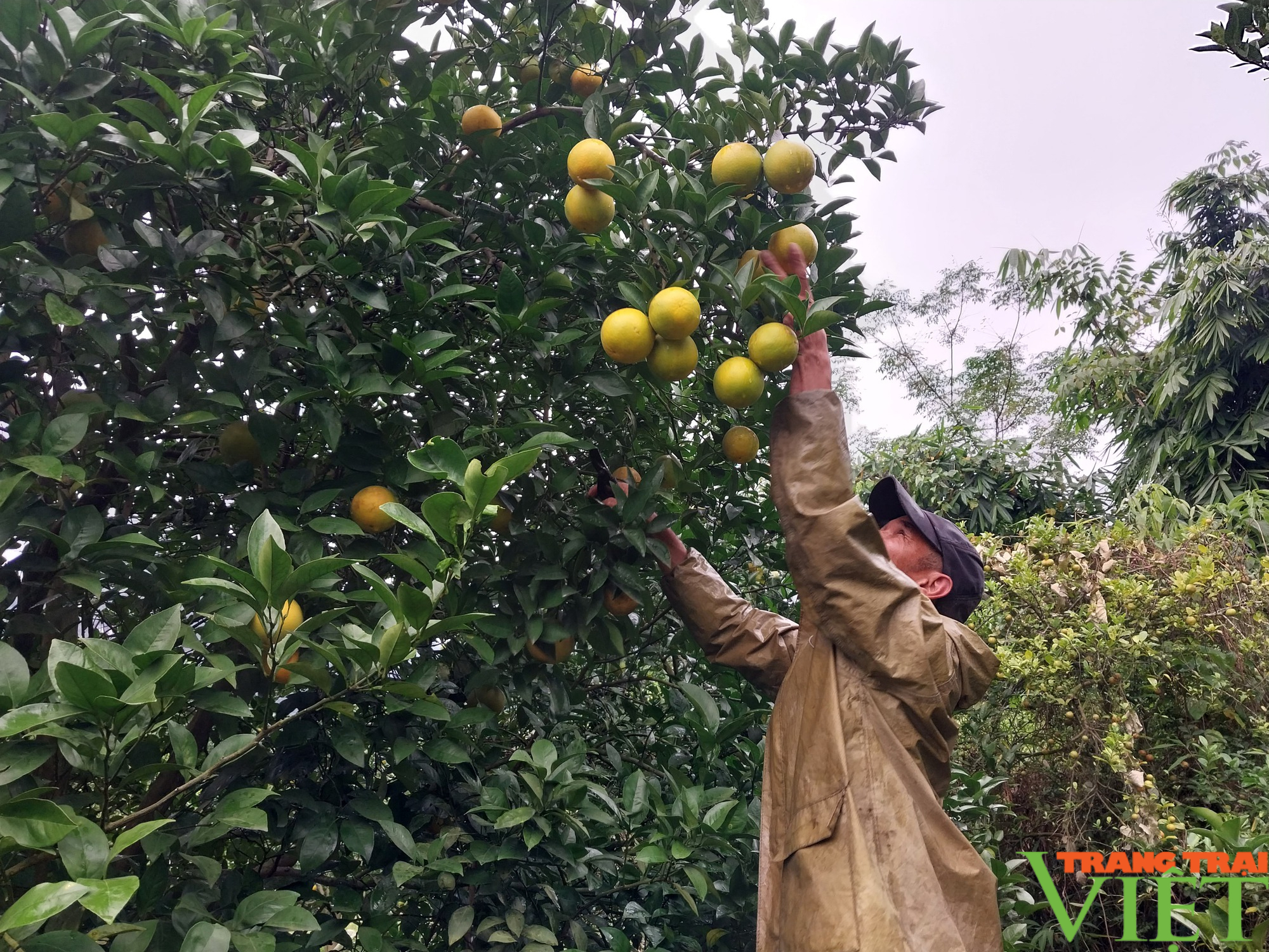 Nông dân Cao Phong (Hòa Bình) thi đua sản xuất kinh doanh giỏi - Ảnh 2.