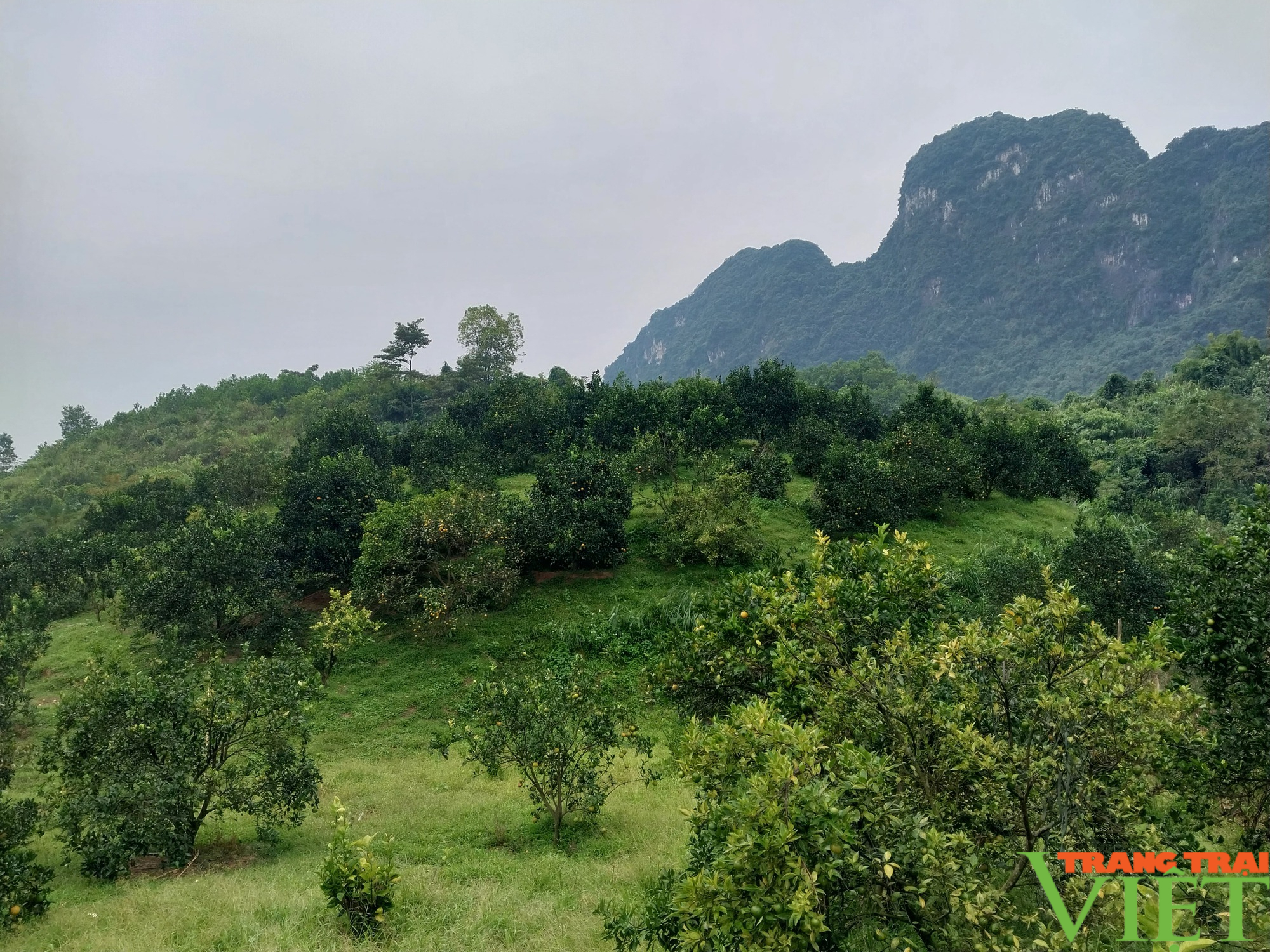 Nông dân Cao Phong (Hòa Bình) thi đua sản xuất kinh doanh giỏi - Ảnh 3.